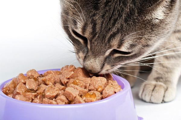 The Best High-Fat Kitten Foods for Healthy Growth and Development插图1