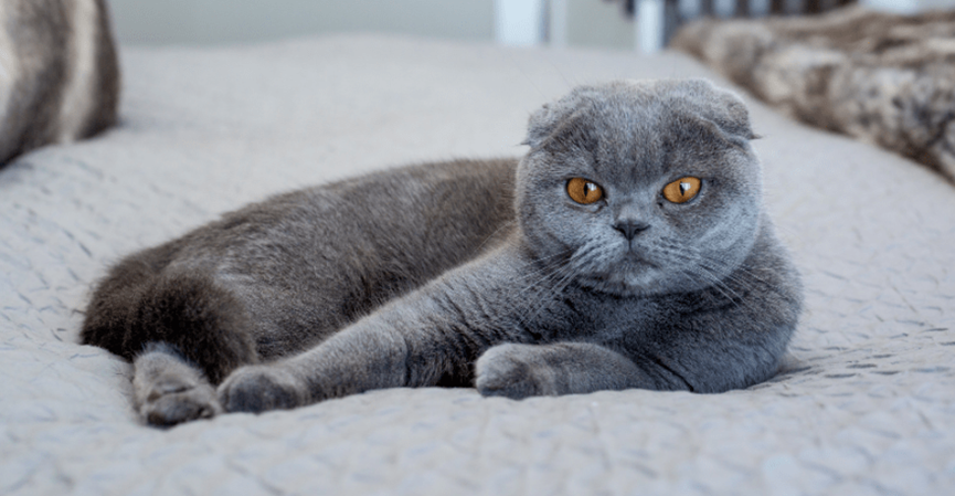 The Importance of Cat Health: Understanding the Keys to a Happy and Healthy Feline插图