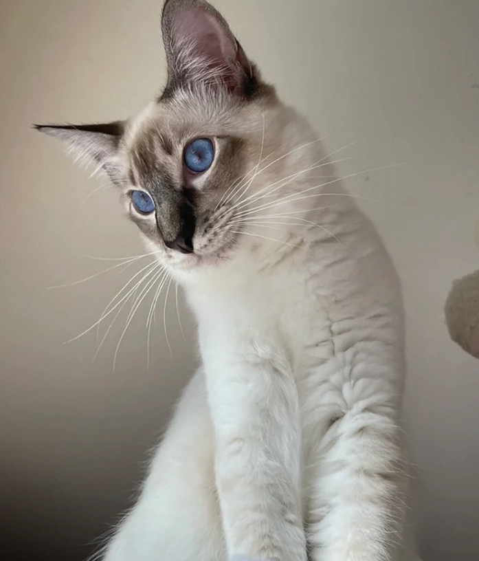 Are Balinese Cat Hypoallergenic?插图3