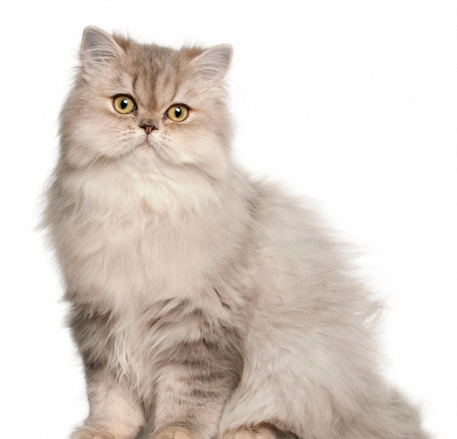 Are Persian Cats Hypoallergenic?插图2