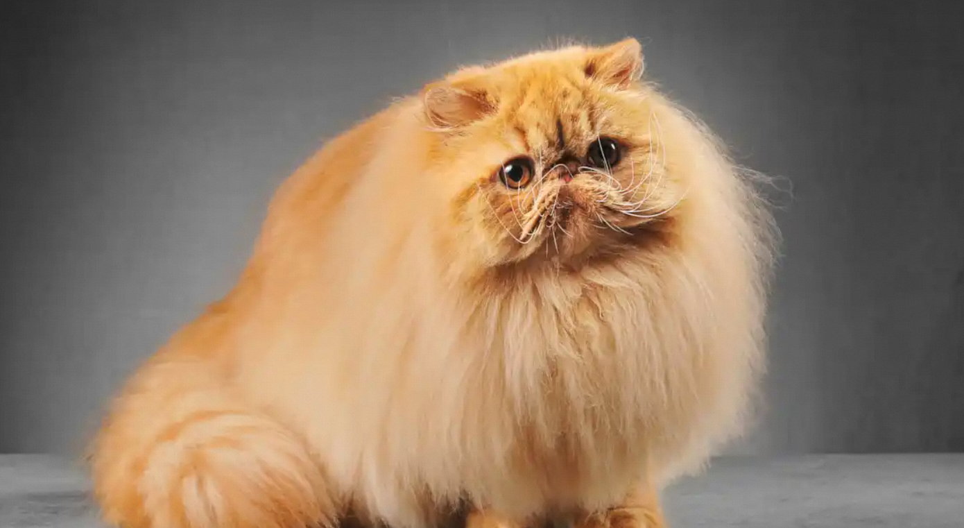 Are Persian Cats Hypoallergenic?插图1