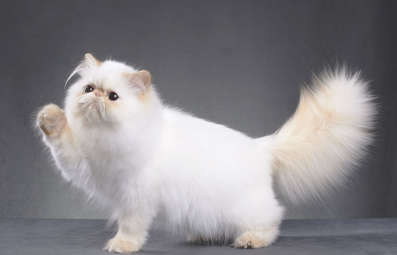 Are Persian Cats Hypoallergenic?插图