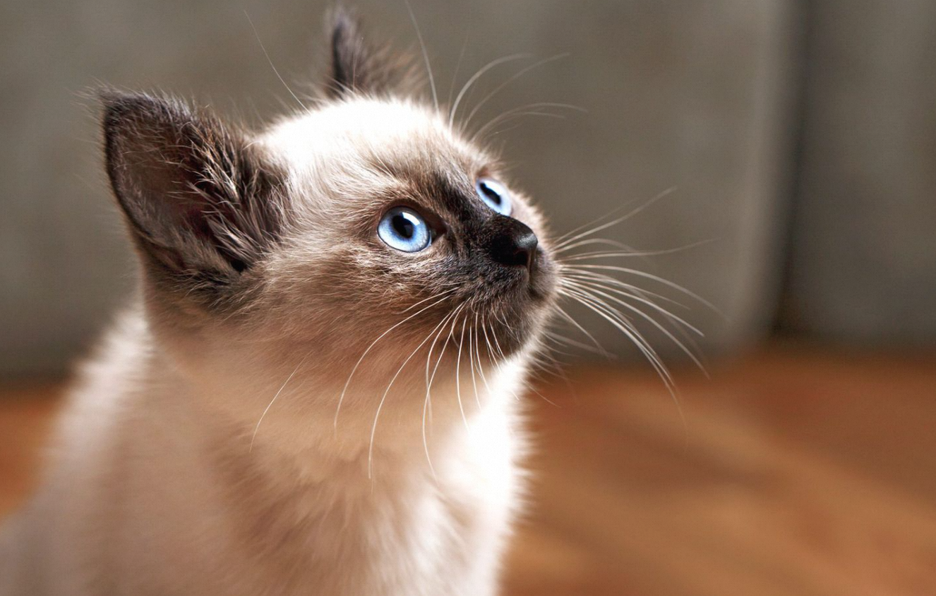 Are Balinese Cat Hypoallergenic?插图