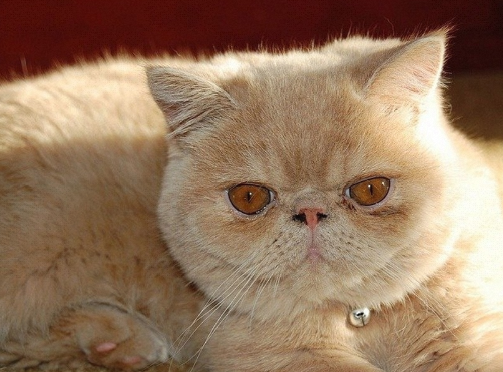 Are Persian Cats Hypoallergenic?插图4