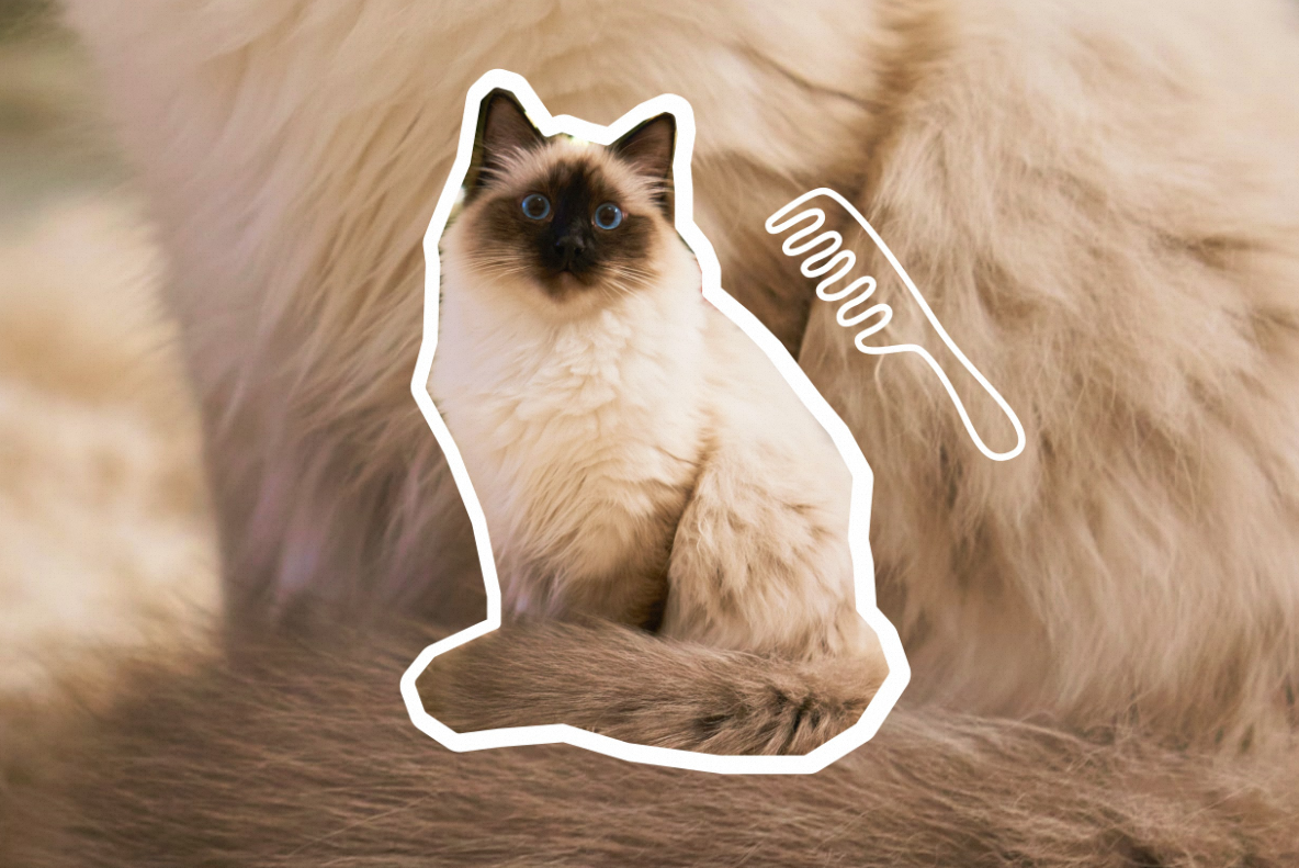 Are Balinese Cat Hypoallergenic?插图1