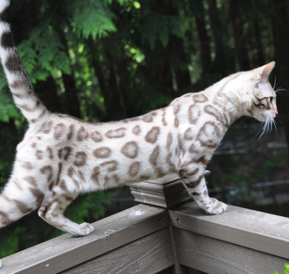 Snow Bengal Cat:Colors + More Interesting Facts插图3