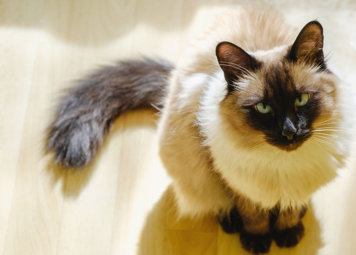 Are Balinese Cat Hypoallergenic?插图4