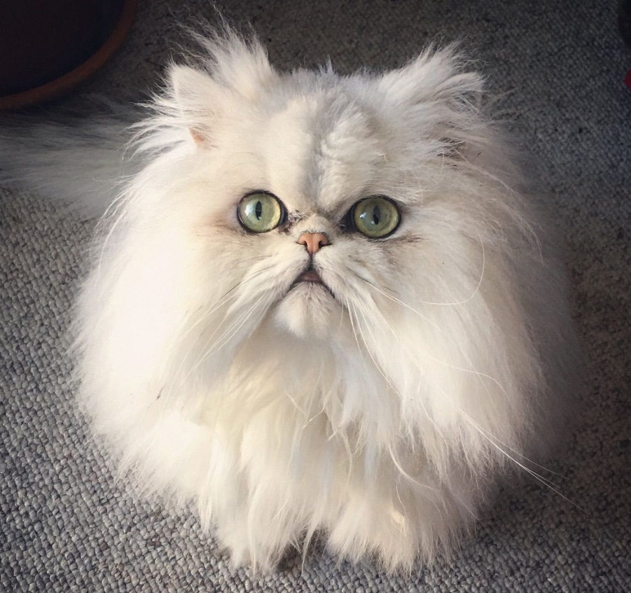 Are Persian Cats Hypoallergenic?插图3