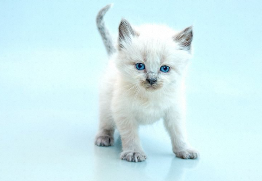 Are Balinese Cat Hypoallergenic?插图2