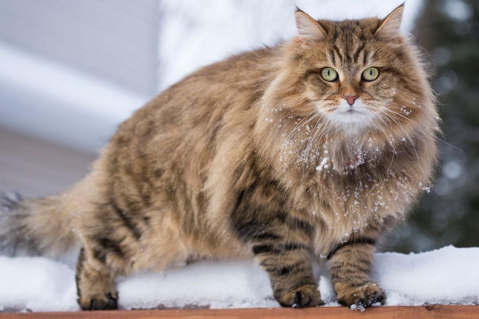 Several reasons that affect the size of Siberian cats缩略图