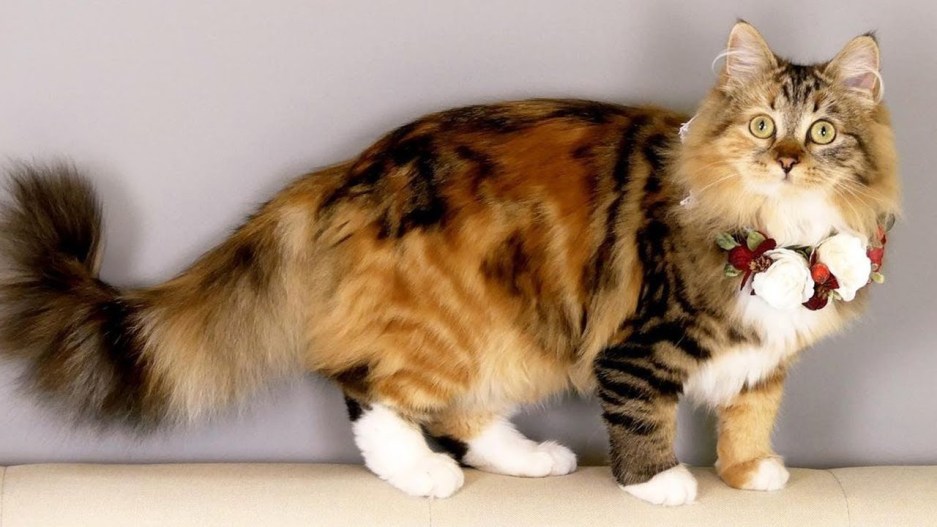 From Mighty to Majestic: Unveiling the Enigmatic Size of Siberian Cat插图3