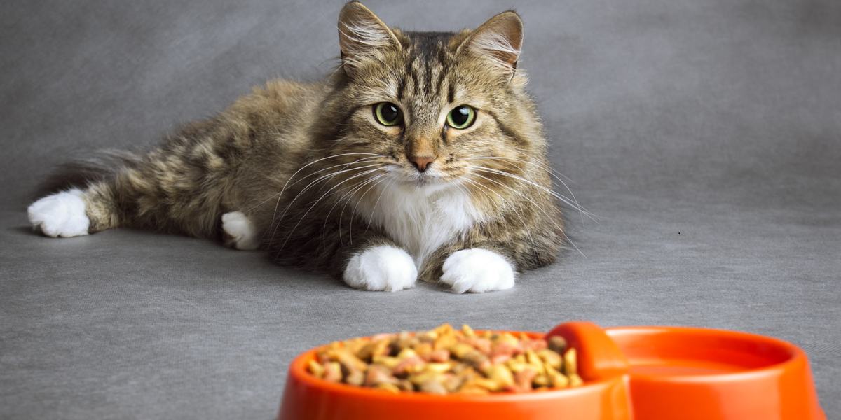 Fish-Free Feline Feast: A Guide to Cat Food Without Fish缩略图
