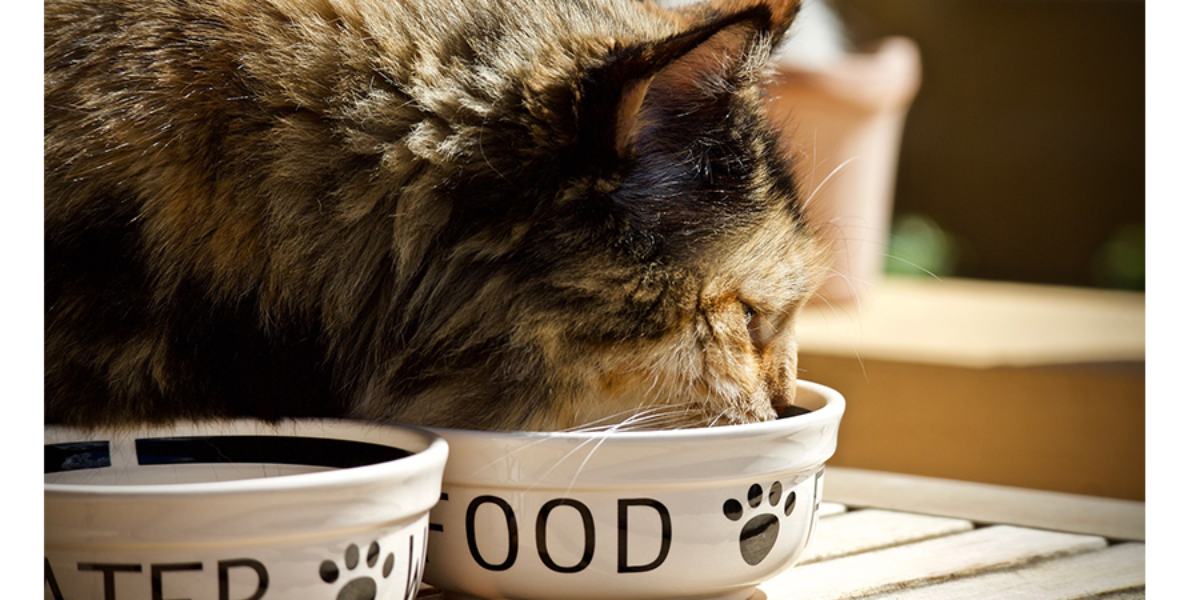 how many cups of dry food for cat