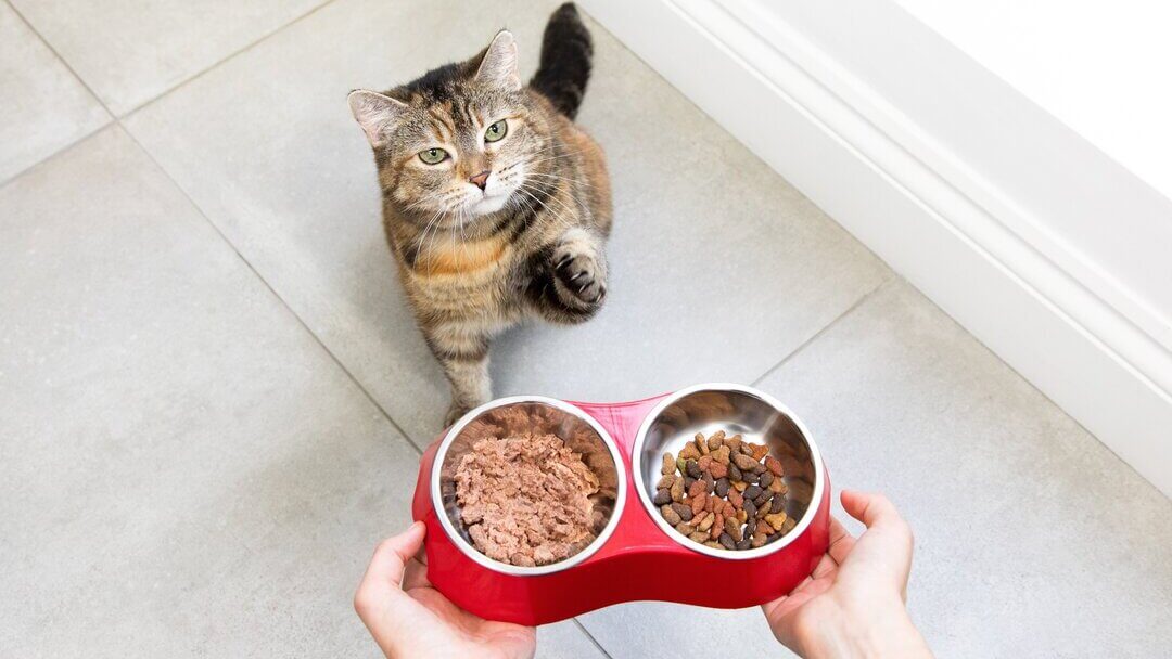 How much dry food does my cat need?缩略图