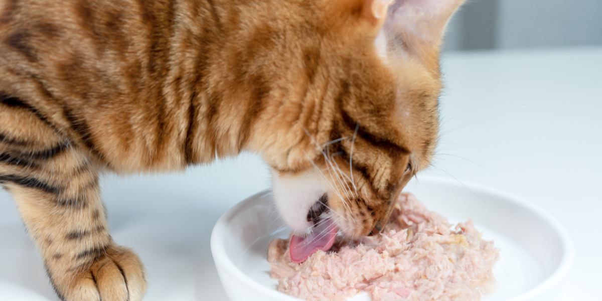 Why Cats Vomit Dry Food: Understanding Feline Vomiting缩略图