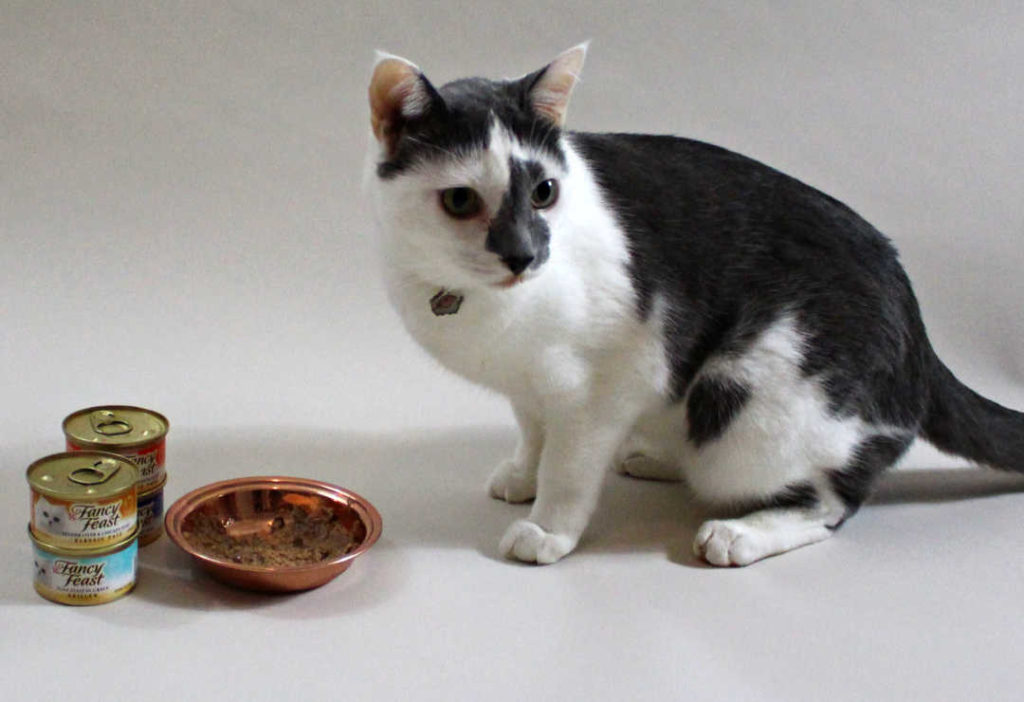 Guide to Keeping Your Cat Food Fresh缩略图