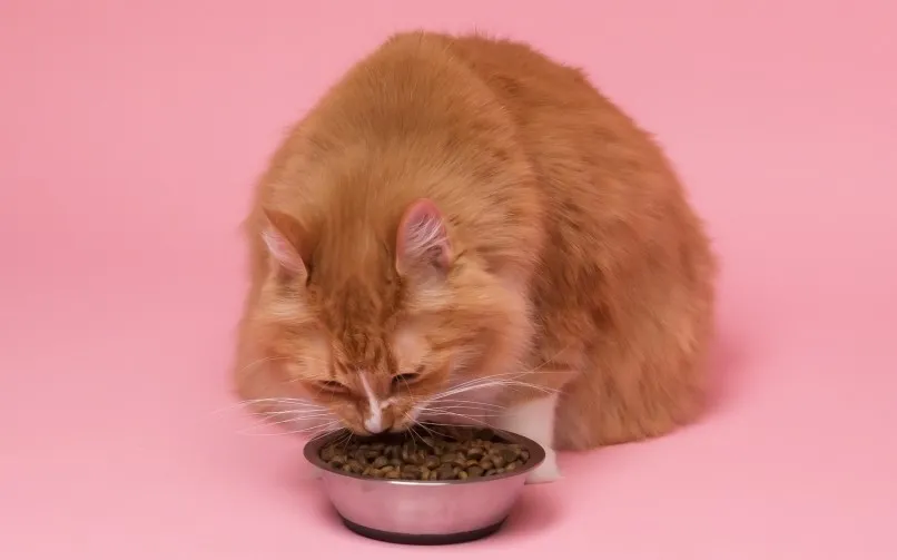 How much dry food does my cat need?插图1