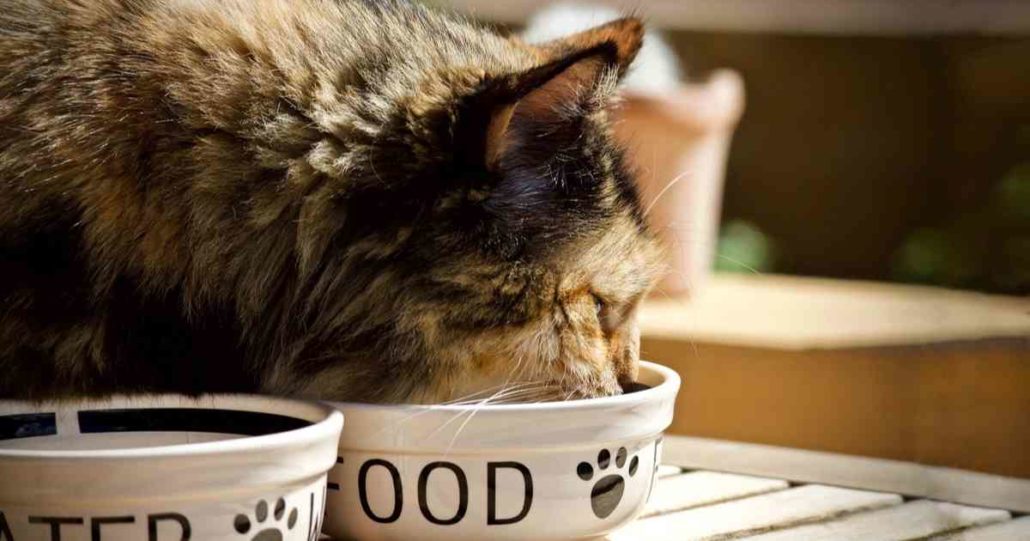 Cracking the Code: How Much Dry Food Should I Feed My Cat?插图1