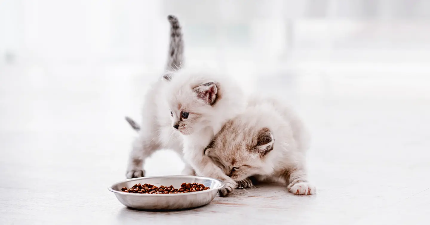 How Many Cups of Dry Food for Your Cat: A Tailored Approach缩略图