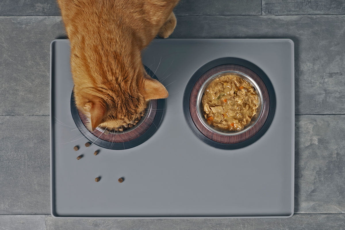 Wet vs. Dry Cat Food: Decoding the Dinner Dilemma插图