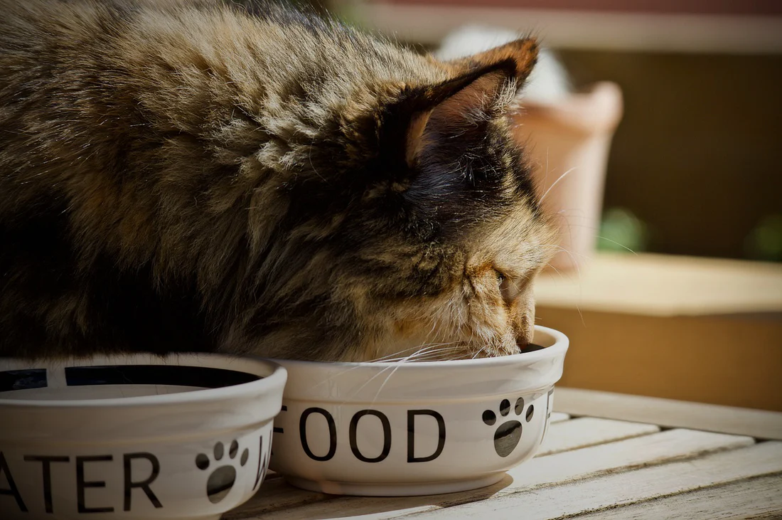 Wet vs. Dry Cat Food: Decoding the Dinner Dilemma插图