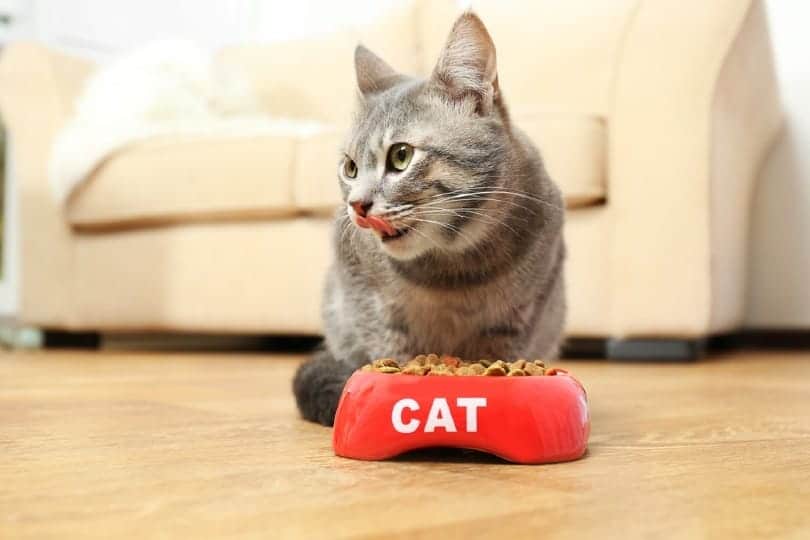 Cracking the Kibble Code: Why Your Cat Won’t Eat Dry Food插图