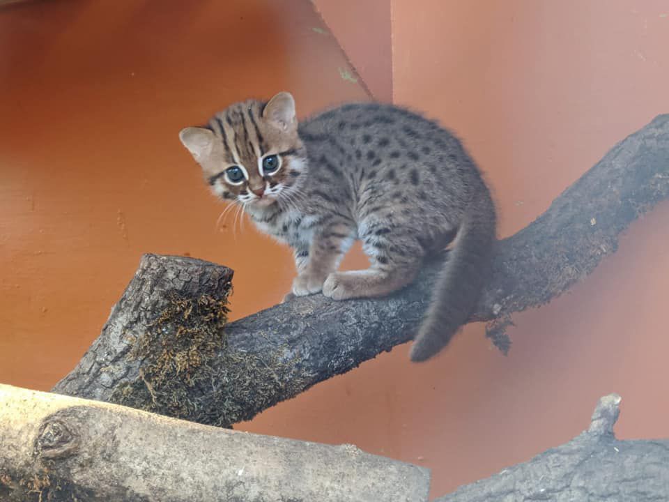 The Rusty Spotted Cat: A Captivating Wild Cat, not a Domestic Pet插图1