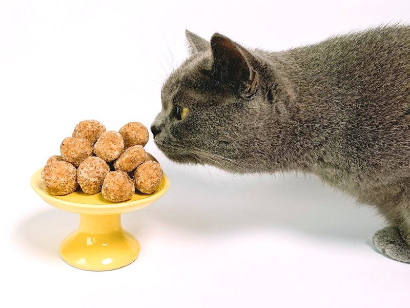 Can Chickens Eat Dry Cat Food? A Balanced Approach插图2