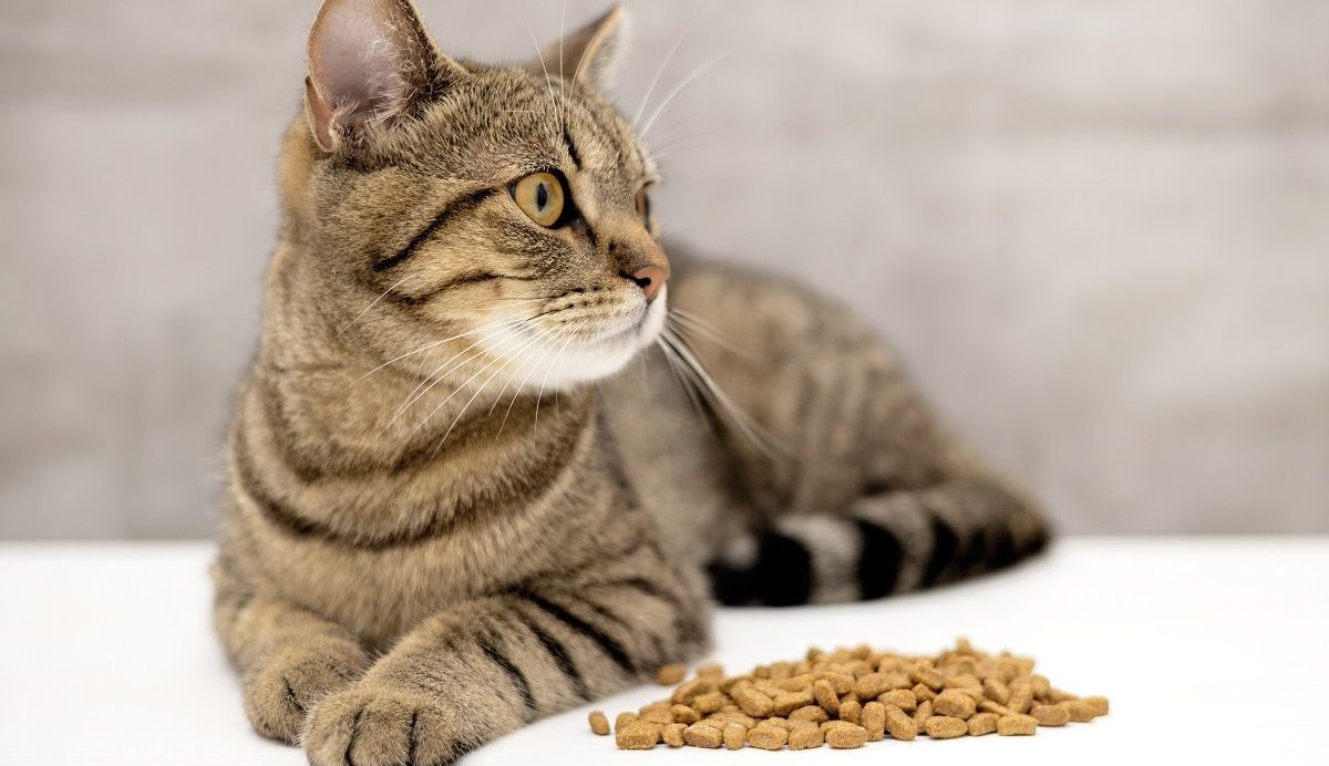 Why Cats Vomit Dry Food: Understanding Feline Vomiting插图3