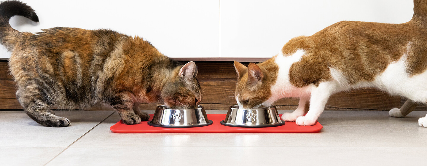 Wet vs. Dry Cat Food: Decoding the Dinner Dilemma插图2