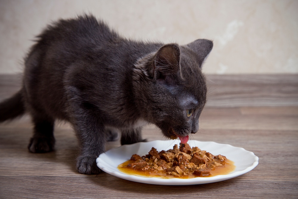 Moist vs Dry Cat Food: Choosing the Best for Your Feline Friend缩略图