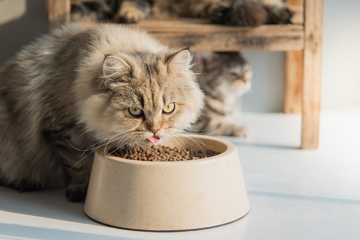 Cracking the Code: How Much Dry Food Should I Feed My Cat?插图