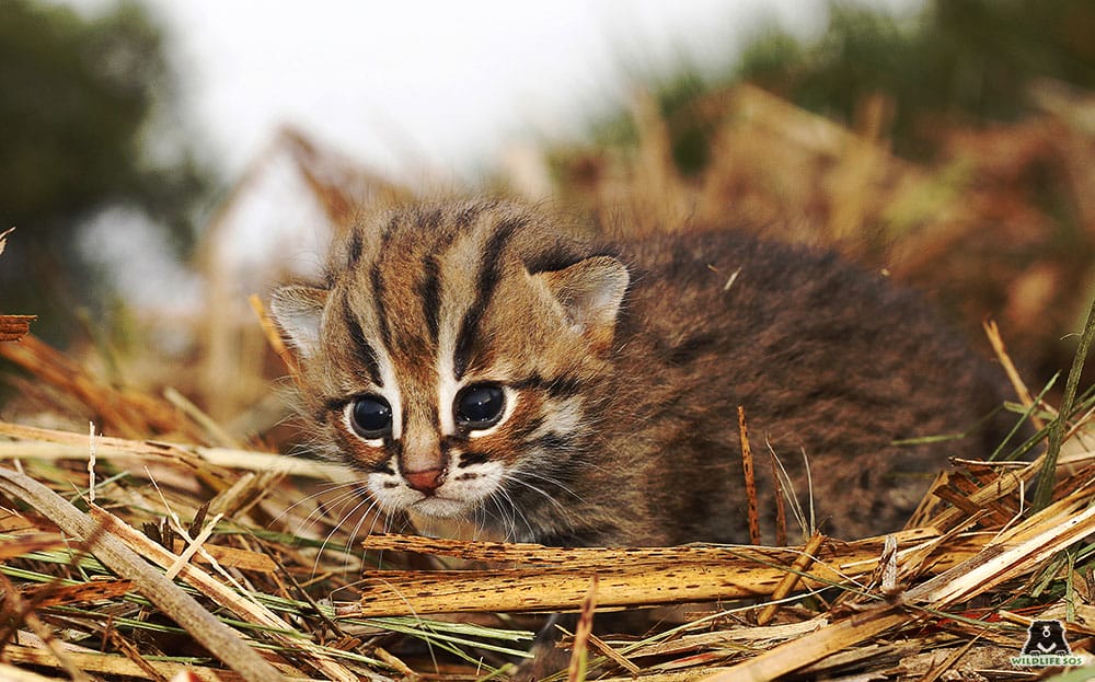 The Rusty Spotted Cat: A Captivating Wild Cat, not a Domestic Pet插图4