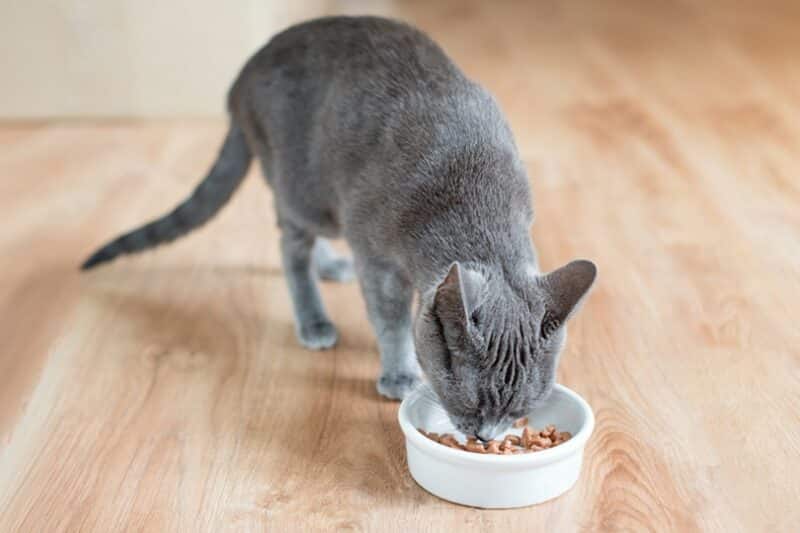 Guide to Keeping Your Cat Food Fresh插图