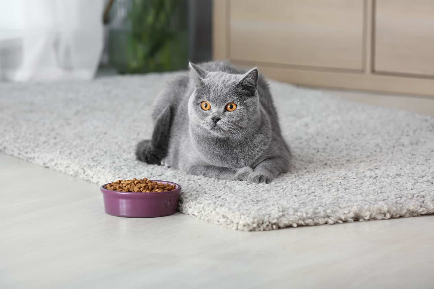 how long can dry cat food sit out