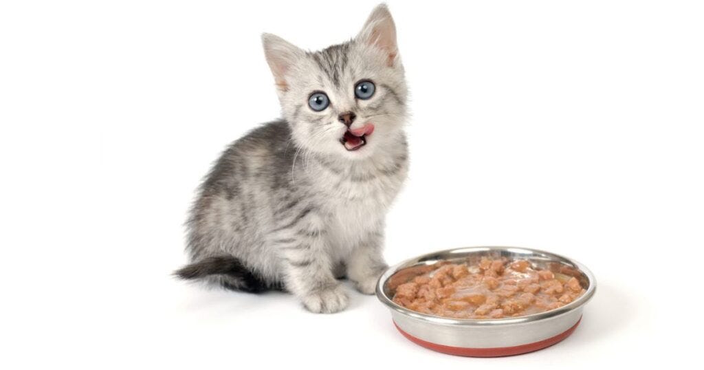 mixing wet and dry cat food calculator