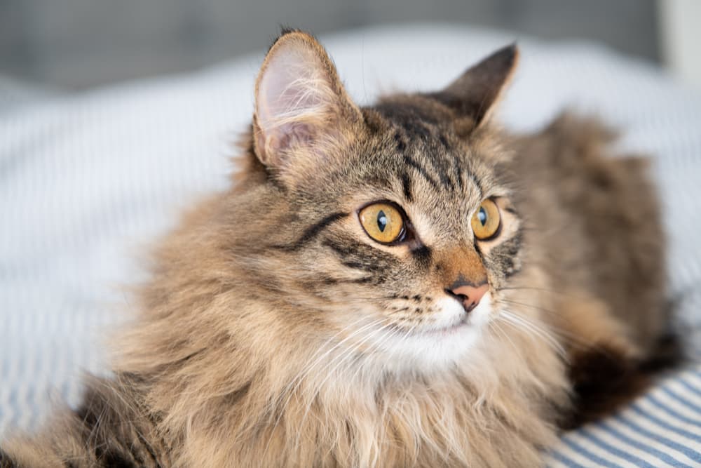Why Cats Vomit Dry Food: Understanding Feline Vomiting插图