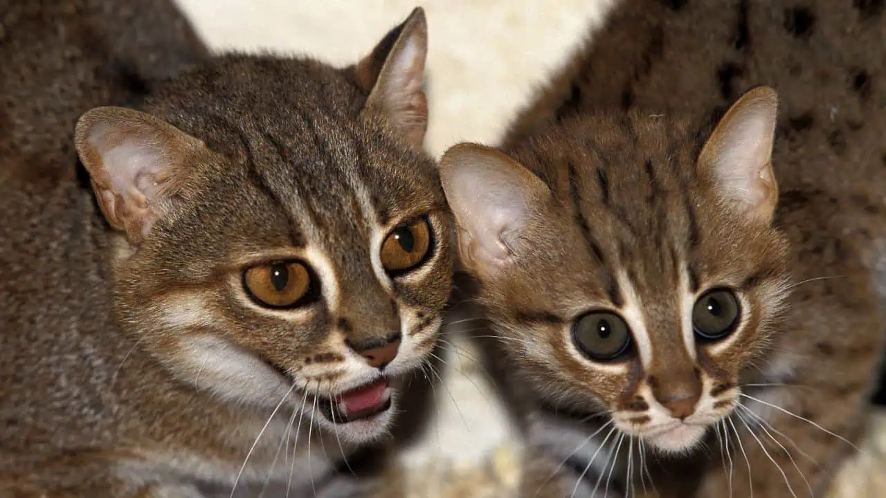 The Rusty Spotted Cat: A Captivating Wild Cat, not a Domestic Pet插图