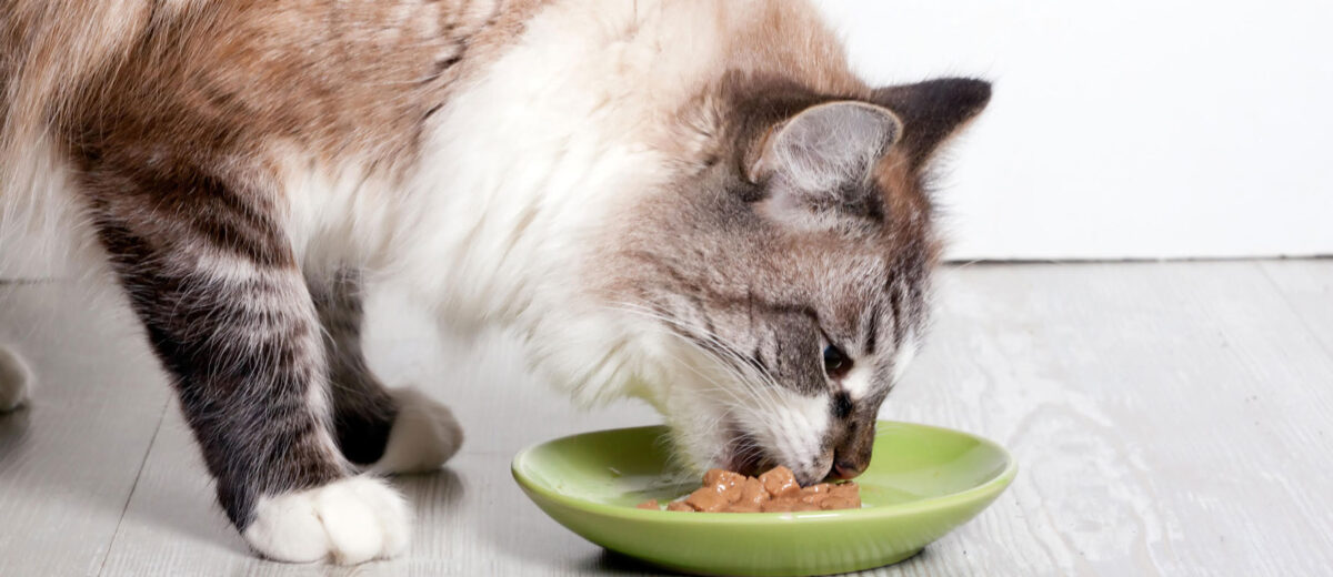 Wet vs. Dry Cat Food: Decoding the Dinner Dilemma插图4
