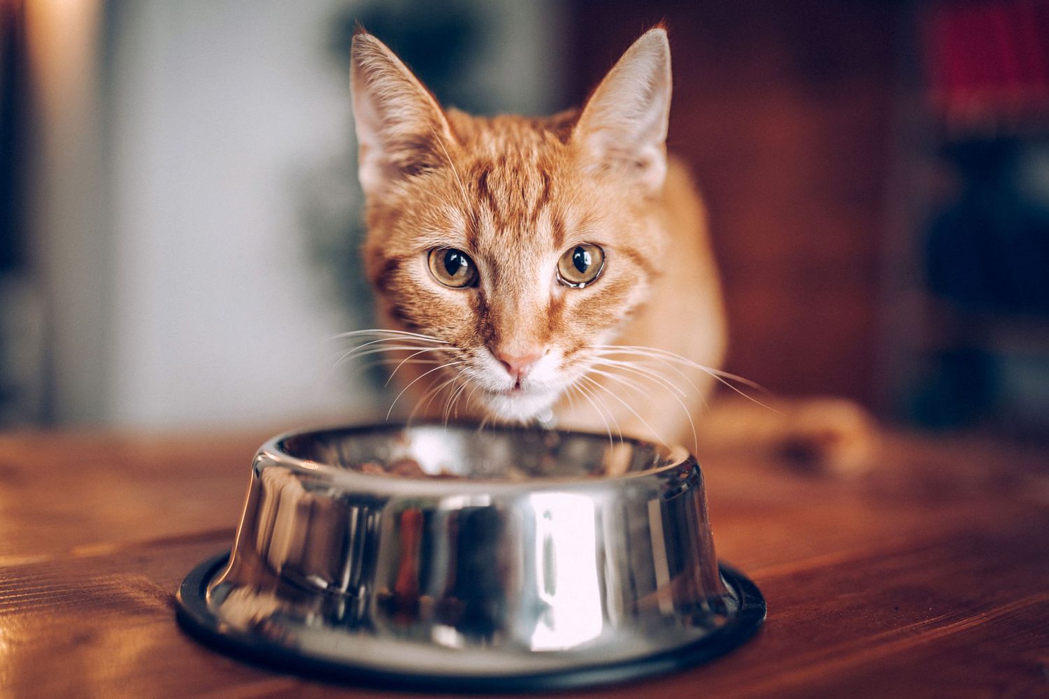 Cracking the Kibble Code: Why Your Cat Won’t Eat Dry Food插图4