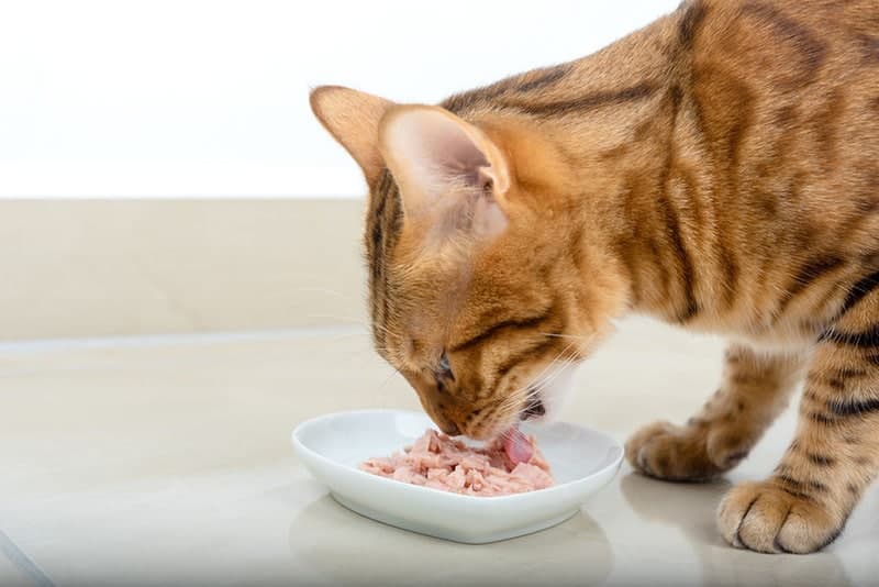 Mixing Wet and Dry Cat Food: A Guide with a Helpful Calculator插图