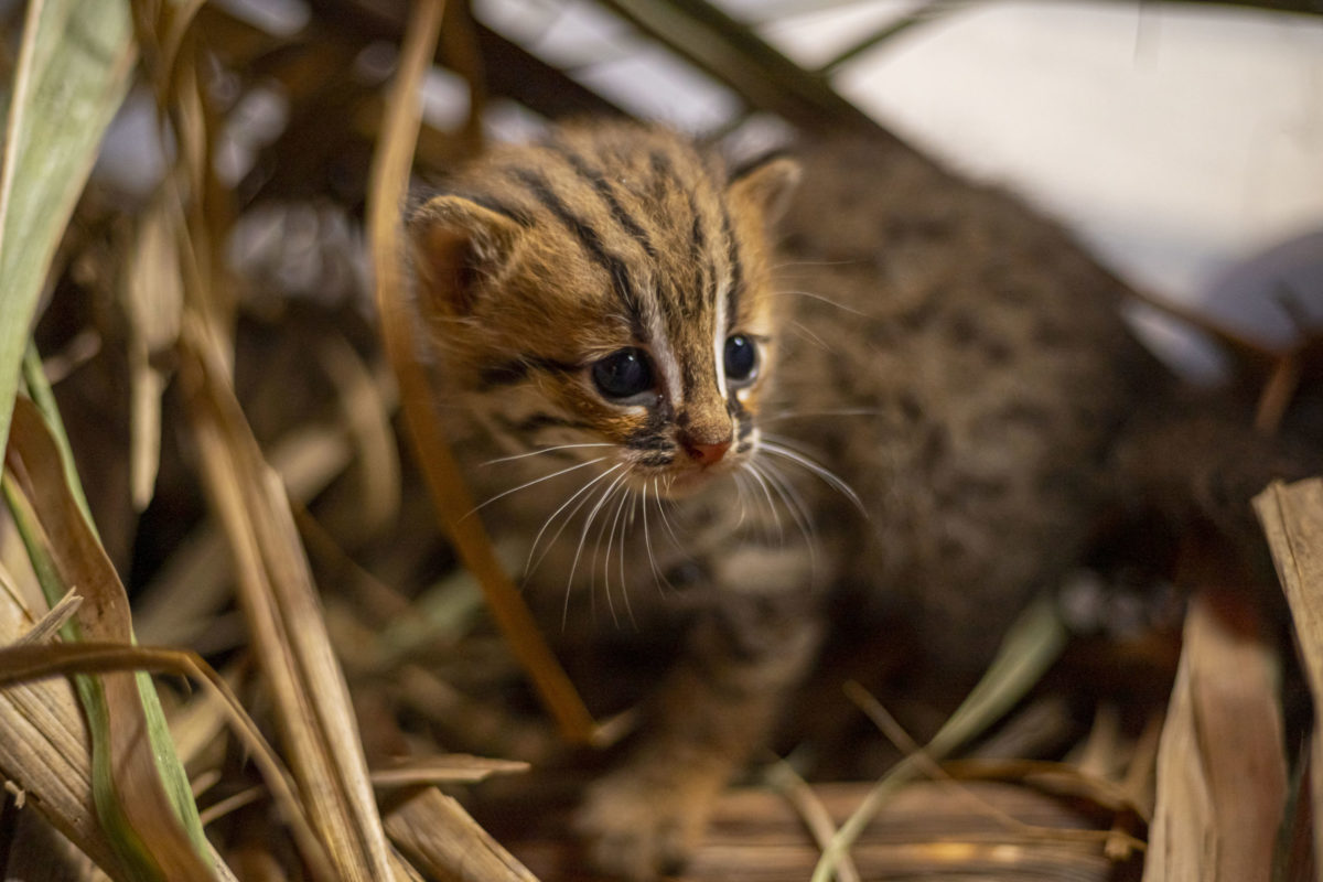 The Rusty Spotted Cat: A Captivating Wild Cat, not a Domestic Pet插图3