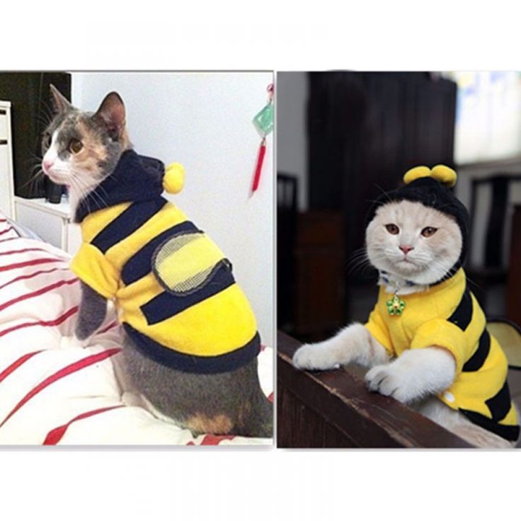 bee costume for cats