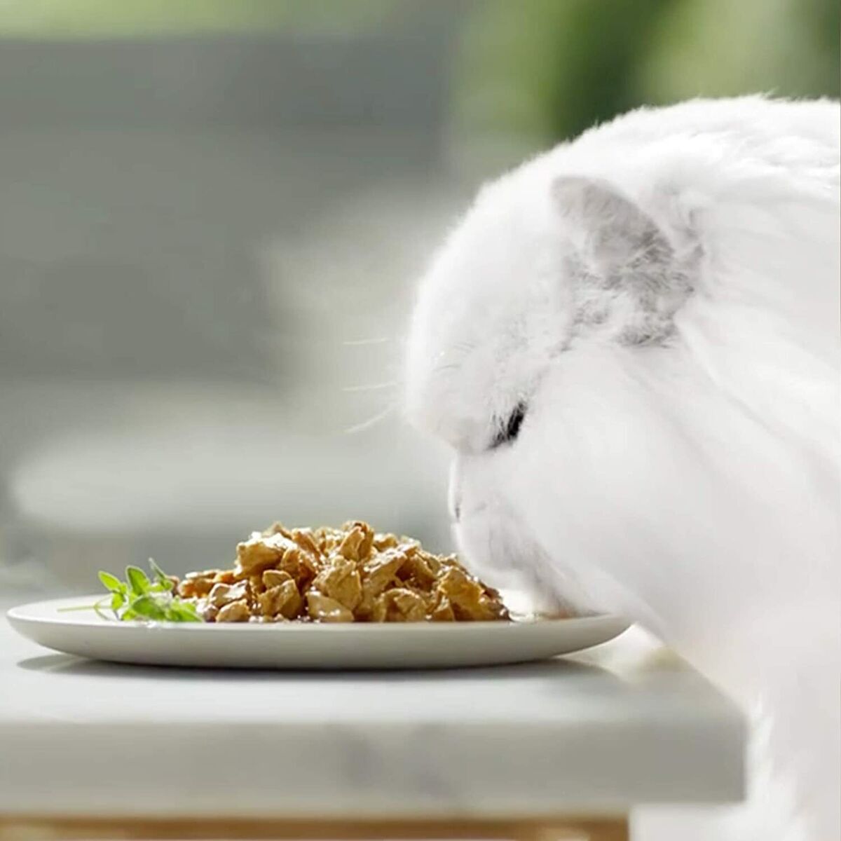 white rabbit wet cat food