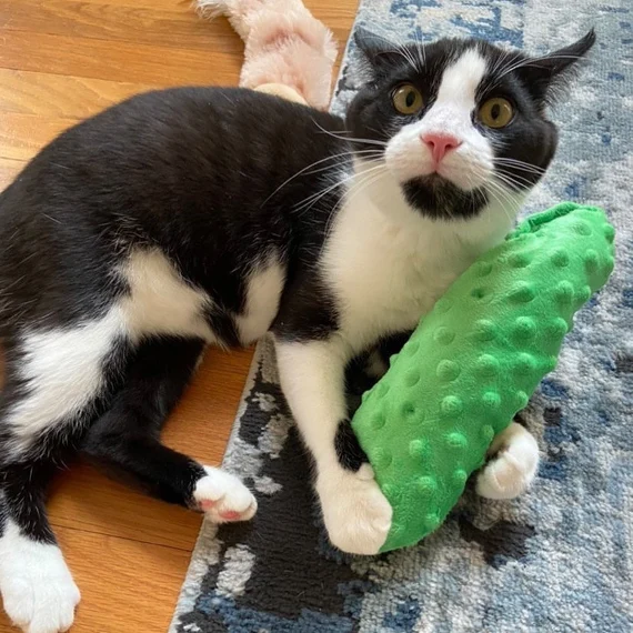 pickle cat toy