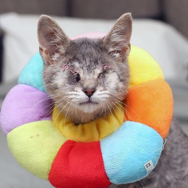 toys for blind cats