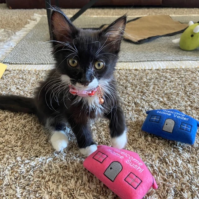 cat toys sushi