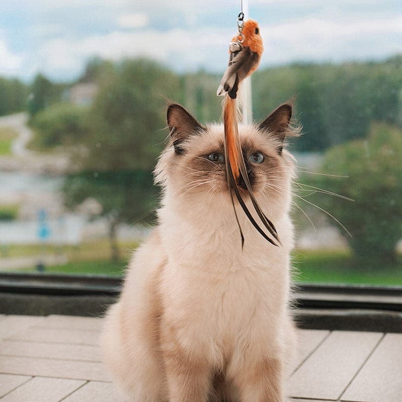 interactive bird simulation cat toy