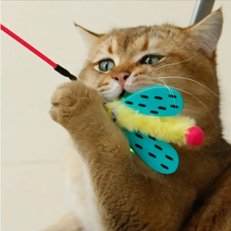 cat toys