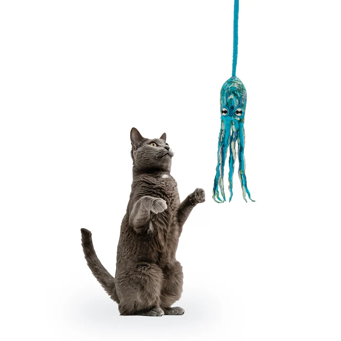 cat toy